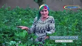 ЭЪЧОЗИ ХУНАР САРВИНИСО САИДОВА