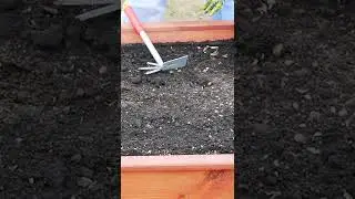 НИКОГДА НЕ САЖАЙТЕ СИДЕРАТЫ!!! ПОКА НЕ ПОСМОТРИТЕ ЭТО ВИДЕО