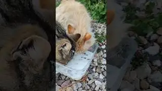 Порядочные дворовые коты, а чавкают! 😸😺😸 #trending #cat #кот #funny #смех