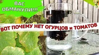 Вот почему  Огурцы Томаты Перцы засыхают и не плодоносят. Чем подкормить Огурцы Август