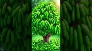 Easy and fast technique for planting and growing Averrhoa bilimbi fruit trees using stem grafts.