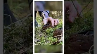 Что будет если съесть ведьмин котёл?