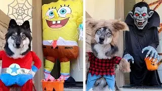 Kakoa's Favorite Halloween Trick or Treating!