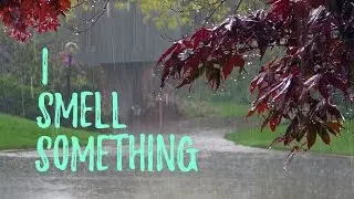 The smell of rain? | Petrichor explained