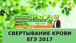 Свертывание крови. Подготовка к ЕГЭ и ОГЭ по биологии