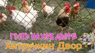 Вечер, куры и цыплята идут спать. Ёжик в курятнике