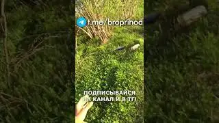 Хариус за хариусом! #рыбалка #fishing #рыба #река #лето #братьяПриходько #удочка #хариус