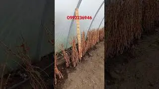 Саджанці винограду Аватар, Ламборджині Хеловвін https://koveles.prom.ua