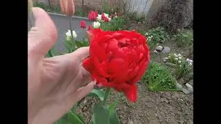 Обзор!!! Цветение !!! Мой любимый сад в мае! Приглашаю на прогулку!!!