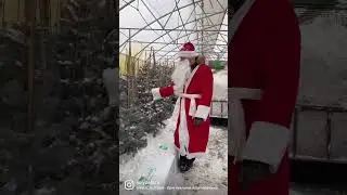 Волшебство в питомнике Ёлы палы