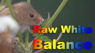 Raw White Balance in Lightroom & Raw Therapee - Don't Sweat the Numbers