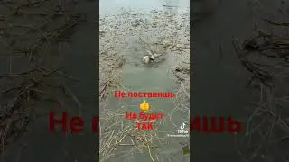 Ловля карася в окне