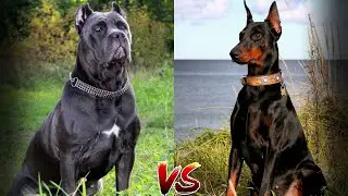 КАНЕ КОРСО ПРОТИВ ДОБЕРМАНА КТО ПОБЕДИТ?