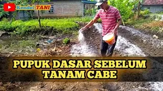 Pemberian Pupuk Dasar Sebelum Tanam Cabe | Petani Wajib Tahu | @kendeltani
