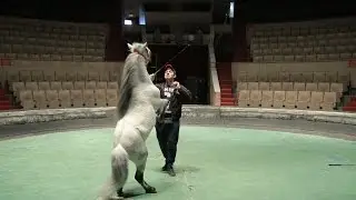 UTV. Чем живет уфимский цирк сегодня