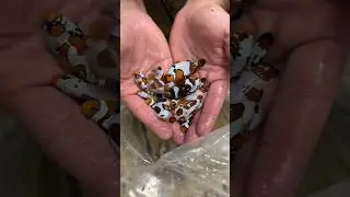 Buying 50 Nemo’s for My Pond!!😳🐠