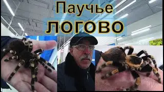 Паучье логово.