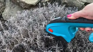 ВЕСЕННЯЯ обрезка Лаванды 🌸Тестирую аккумуляторные ножницы Gardena