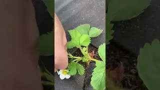 Чёрная сердцевина на цветах клубники 🙀
