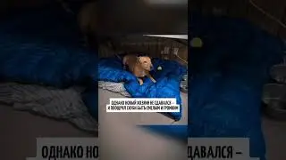 Пес пытается жить новой жизнью.