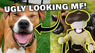 Why I HATE Dogs!