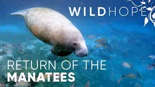 Manatees finally return to these restored Florida rivers | WILD HOPE