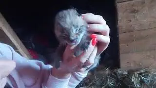 Новорожденный рысёнок