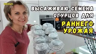 РАССАДА ОГУРЦОВ НА РАННИЙ УРОЖАЙ / Как получить ранний урожай огурцов. 