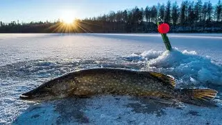23 февраля,Щука на жерлицы и штрафы от Рыбинспекции
