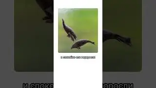 ЭТО ЖИВОТНОЕ ЛЮДИ ИСТРЕБИЛИ БЫСТРЕЕ ВСЕХ!!! 