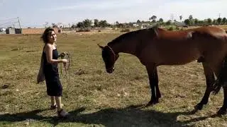 Village Training A hose, how amazing girl's happy with her horse (Big dig man )
