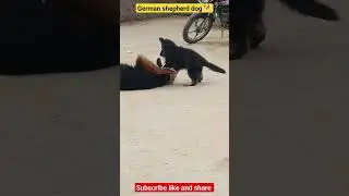 German shepherd dog 🐕#shorts #shortsfeed #shortvideo #trending #animals #doglover #doglover #dog