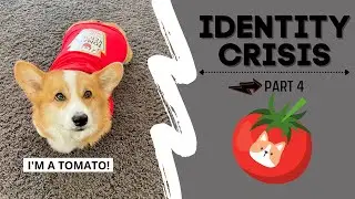 Talking Dog Thinks He is a TOMATO! 