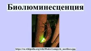 Биолюминесценция