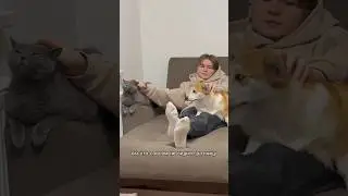 Основные отличия кошек от собак 