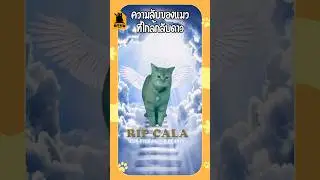 ความลับของแมวที่ใกล้กลับดาว #แมว #ทาสแมว #เลี้ยงแมว #meowbarn #เหมียวบาน