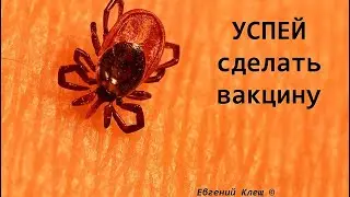 Тонкости о клещах и прививке от клещевого энцефалита