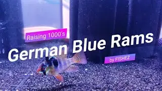 German Blue Rams in the Fishroom