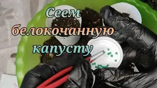 Посев и всходы капусты. Тепло или холод??? 🧐🧐🧐