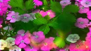 Фон для видеомонтажа Разноцветная гвоздика HD Video Background