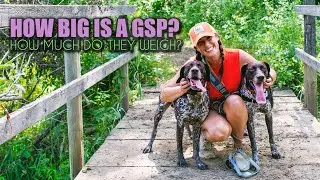 How big is a German Shorthair? How much does a GSP weigh?