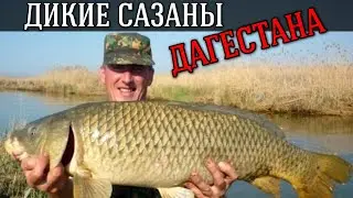 ДАГЕСТАН 2024. ЛОВЛЯ ДИКОГО САЗАНА И СОМА. ТЕПЛАЯ ВСТРЕЧА С ДРУЗЬЯМИ. 