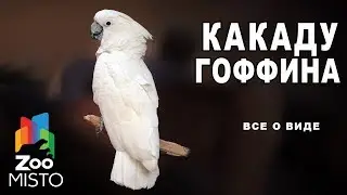 Какаду Гоффина - Все о птице семейства какаду | Птица Какаду Гоффина