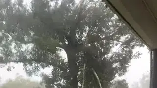 Large branches snapped by Francine's winds in Thibodaux via Chris Treland