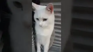 Curios cat in the window. Vienna, Austria