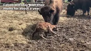 Baby Buffalo Takes It's First Steps!