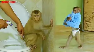 Adorable Monkey Kako Carry Towel To Bathed And Change Diaper