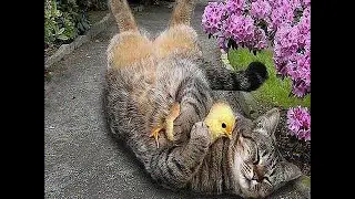 ❄Про кота и петуха.❄Смешное видео/Сat and chicken