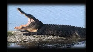Alligator {catch and cook} 