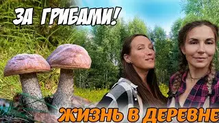 КРАСИВЫЙ ЛЕС И МНОГО ГРИБОВ! Прелести жизни в деревни. Тихая охота 2024!